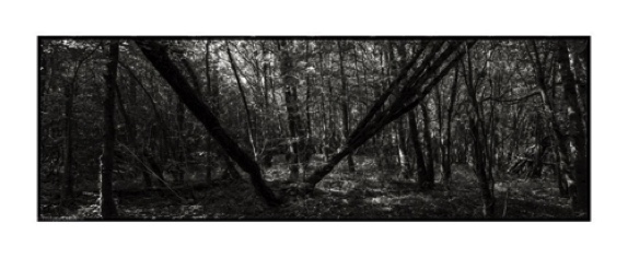 FALLEN TREES 10